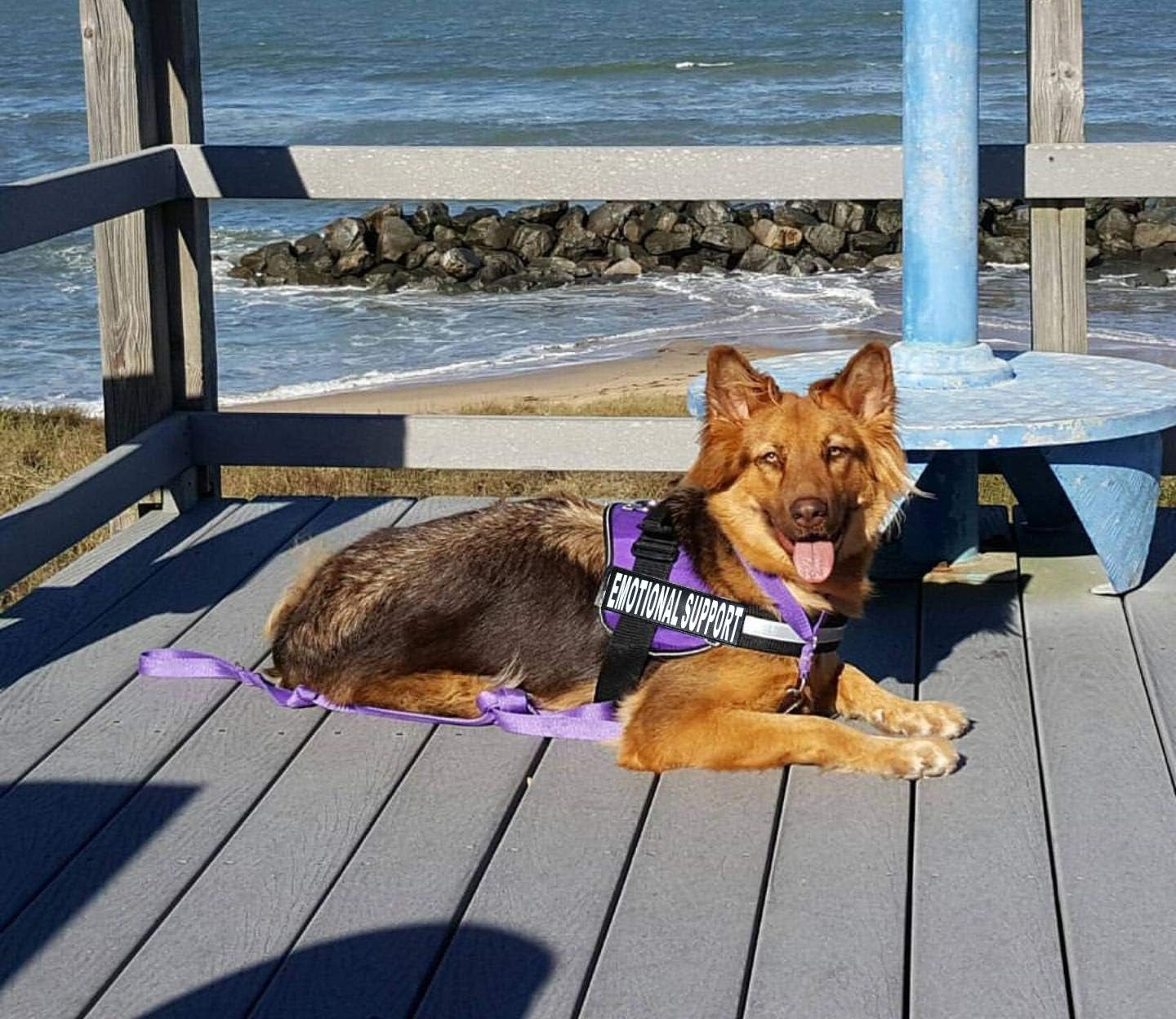 Emotional Support Dog Vest with 2 Free Hook and Loop Removable Emotional Support Animal Patches, Reflective Lightweight Cool Soft Adjustable K9 Harness (Girth 12”- 16" Purple)