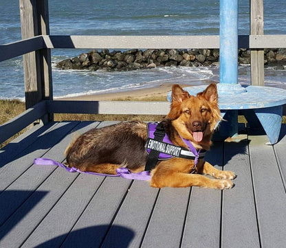 Emotional Support Dog Vest with 2 Free Hook and Loop Removable Emotional Support Animal Patches, Reflective Lightweight Cool Soft Adjustable K9 Harness (Girth 12”- 16" Purple)
