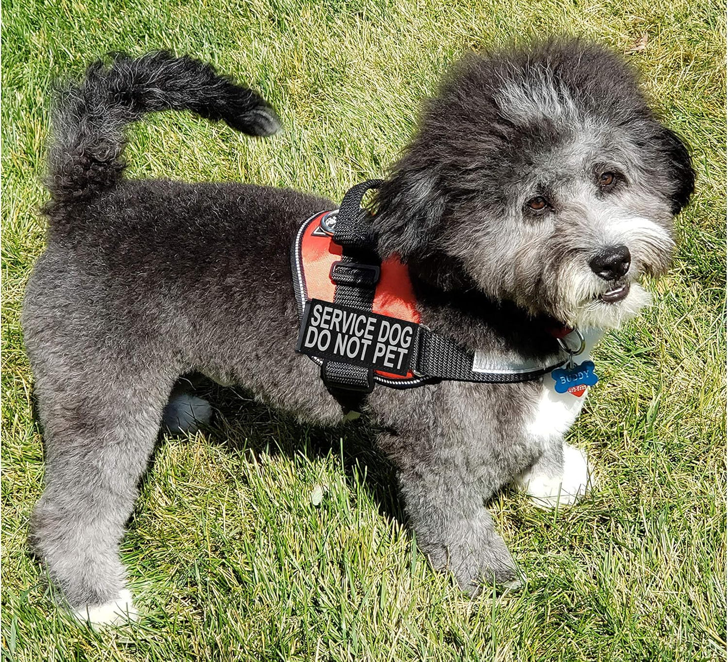 Service Dog Harness Vest Comes with 2 Reflective Service Dog DO NOT PET Removable Patches. Please Measure Dog before Ordering (Girth 12-16", Black)