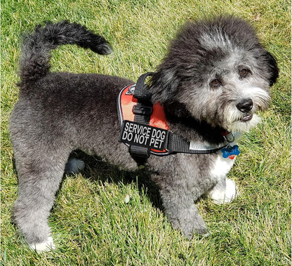 Service Dog Harness Vest Comes with 2 Reflective Service Dog DO NOT PET Removable Patches. Please Measure Dog before Ordering (Girth 12-16", Black)