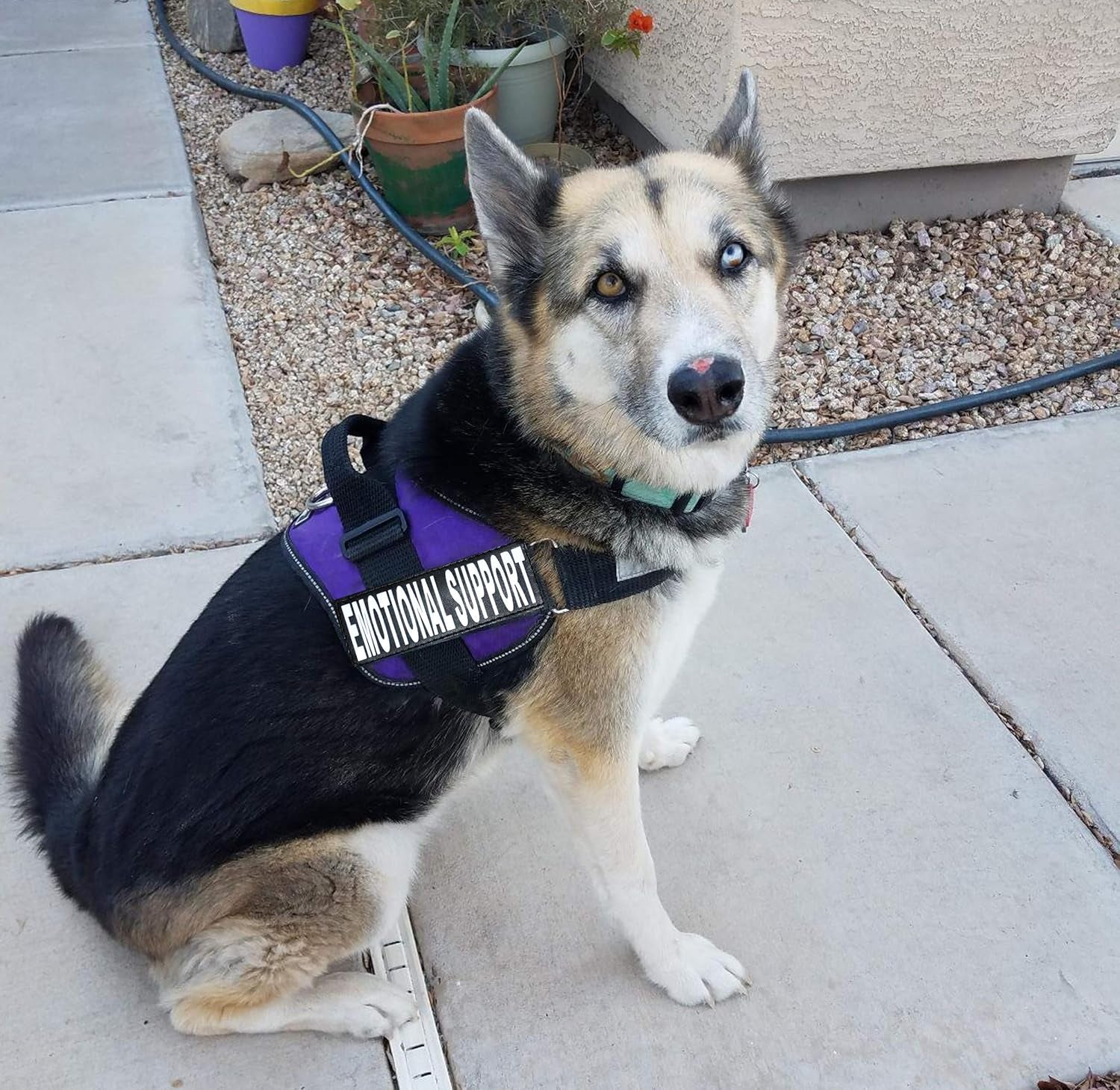 Emotional Support Dog Vest with 2 Free Hook and Loop Removable Emotional Support Animal Patches, Reflective Lightweight Cool Soft Adjustable K9 Harness (Girth 12”- 16" Purple)